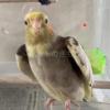 迷子鳥の画像