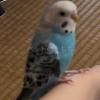 迷子鳥の画像