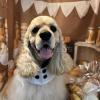 迷子犬の画像