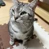 迷子猫の画像