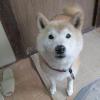 迷子犬の画像