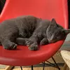 迷子猫の画像