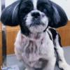 迷子犬の画像