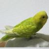 迷子鳥の画像