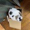 迷子猫の画像