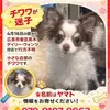 迷子犬の画像