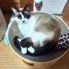 迷子猫の画像