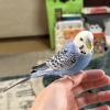 迷子鳥の画像