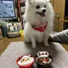 迷子犬の画像