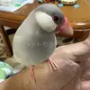 迷子鳥の画像