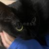 迷子猫の画像
