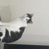 迷子猫の画像