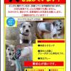 迷子犬の画像
