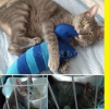迷子猫の画像