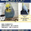 迷子鳥の画像