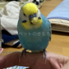 迷子鳥の画像