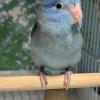 迷子鳥の画像