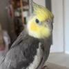 迷子鳥の画像