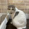 迷子猫の画像