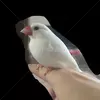 迷子鳥の画像
