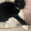 迷子猫の画像