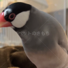 迷子鳥の画像