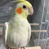 迷子鳥の画像