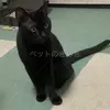 迷子猫の画像