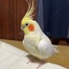 迷子鳥の画像