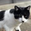 迷子猫の画像