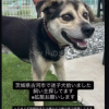 保護犬の画像