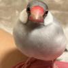 迷子鳥の画像