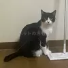 迷子猫の画像