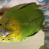 迷子鳥の画像