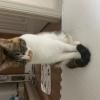 迷子猫の画像