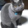 迷子猫の画像