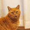 迷子猫の画像
