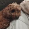 迷子犬の画像