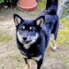 迷子犬の画像