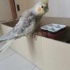 迷子鳥の画像