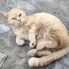 保護猫の画像