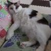 迷子猫の画像