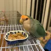 迷子鳥の画像
