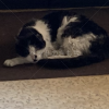 迷子猫の画像