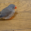 迷子鳥の画像
