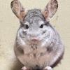 迷子ペットの画像