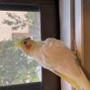 迷子鳥の画像