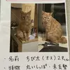 迷子猫の画像