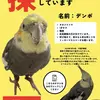 迷子鳥の画像
