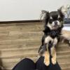 迷子犬の画像